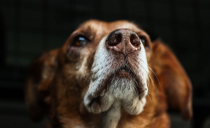 Szkolenie psa – jak nauczyć czworonoga czegokolwiek praktycznego?